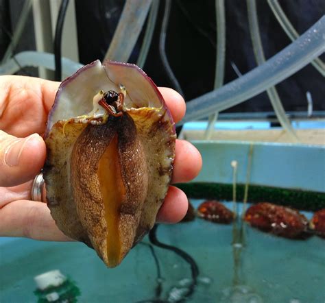 Abalone: The Story of a Treasured Mollusk on the California Coast | California Sea Grant