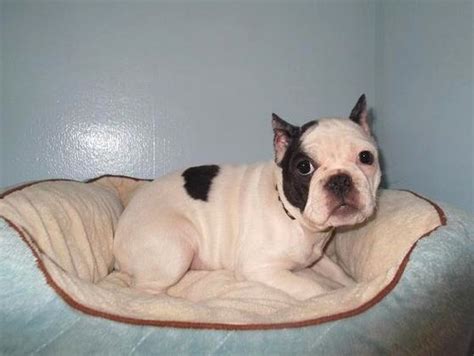 79+ French Bulldog With Cropped Ears Picture - Bleumoonproductions