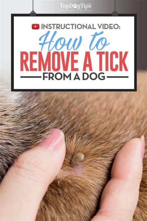 How to Remove a Tick From a Dog Safely and Quickly: Step-by-Step