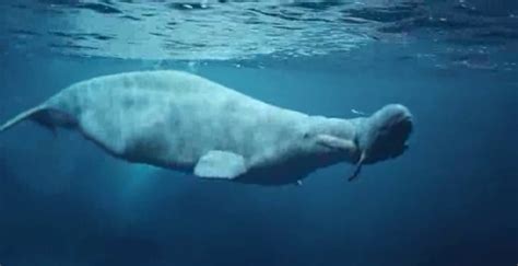 Birth of baby beluga whale captured on video