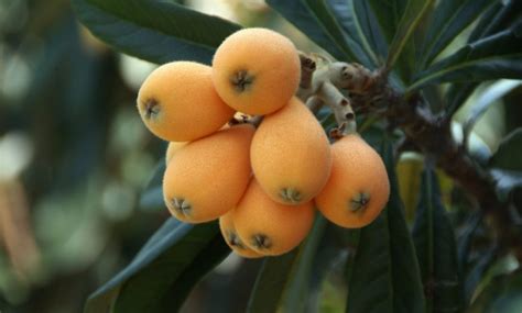 Loquat: [Cultivation, Irrigation, Care, Pests and Diseases] - Complete ...