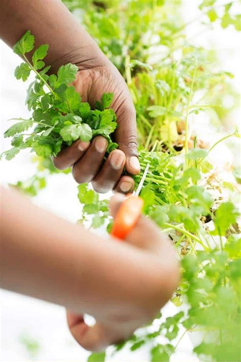 How to Harvest Cilantro (Again and Again!) - Growfully