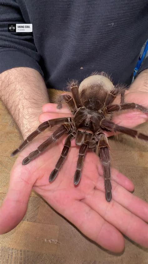 The Goliath bird-eating tarantula is a true giant of the spider world, known for their ...