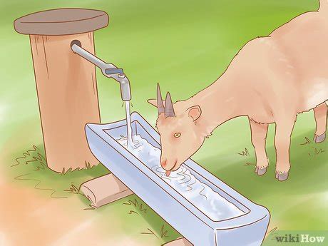 How to Care for Pygmy Goats (with Pictures) - wikiHow