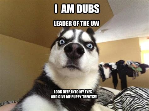 I am dubs leader of the UW look deep into my eyes... and give me puppy ...