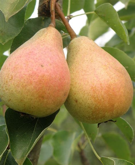 European Pear Trees — Raintree Nursery