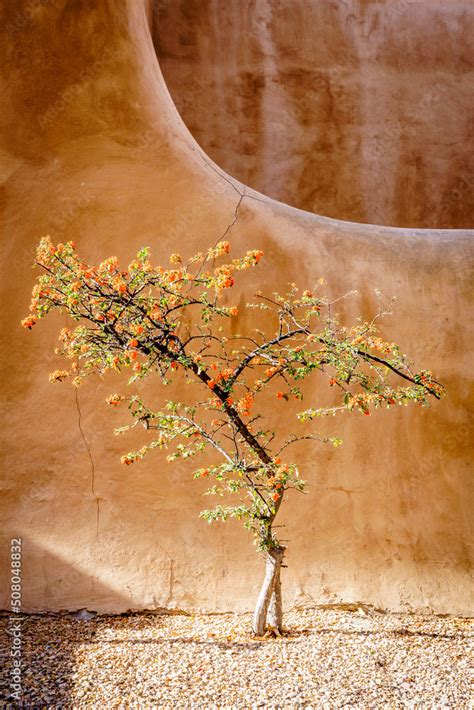 Firethorn tree Stock Photo | Adobe Stock