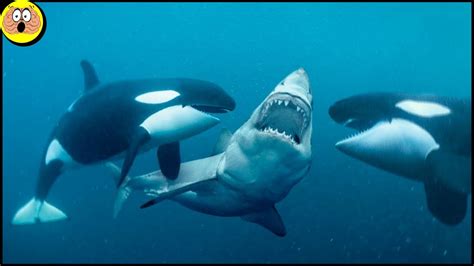 Dit Is De Reden Waarom Orka's ''Killer Whales'' Genoemd Worden - YouTube