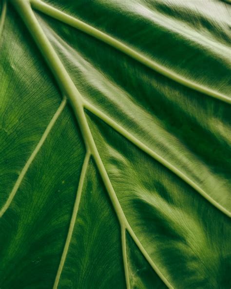 Green leaf in close up photography photo – Free Nature Image on Unsplash