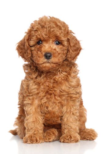 Miniature Poodle Puppy Stock Photo - Download Image Now - iStock