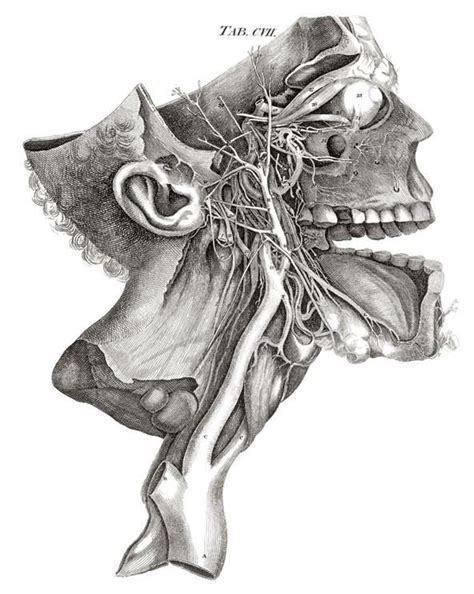 Dissecting a Human Head Through Anatomical Illustrations « Science ...