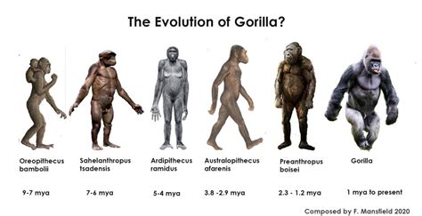 Pan and Gorilla Ancestors