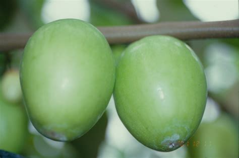 Taiwan Jujube Varieties