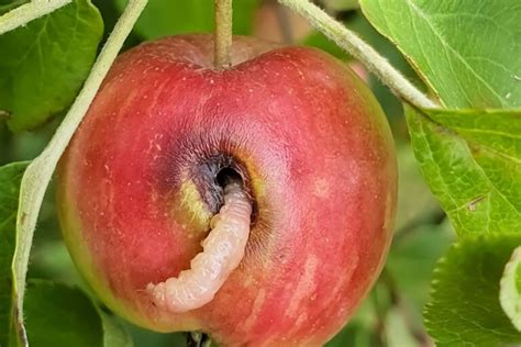 How to Identify and Control 11 Apple Tree Pests | Gardener’s Path