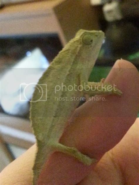 Pygmy chameleon sex | Reptile Forums