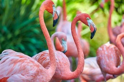 7 Best Places to See Flamingos in Florida • Authentic Florida