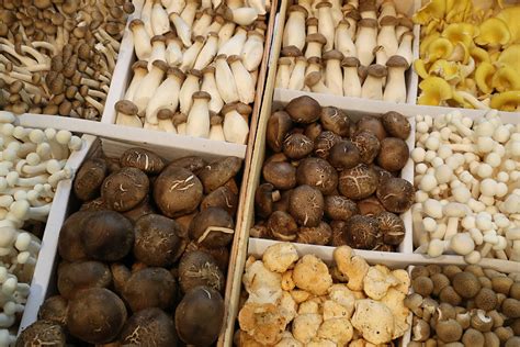 Best Places to Hunt for Morel Mushrooms in Michigan in 2019