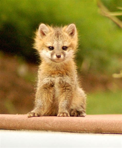 Cute Animals Pictures Of Baby Fox - Animals World