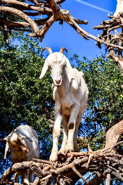 Argan Trees and the Goats on the Way between Marrakesh and Essaouira in ...