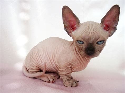 The Munchkin Cat Sphynx Mix (Minskin and Bambino) - Munchkin Cat Guide