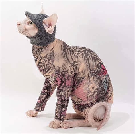 Tattooed Sphynx Cat is a Cruel Trend Popular on the Internet - Catman