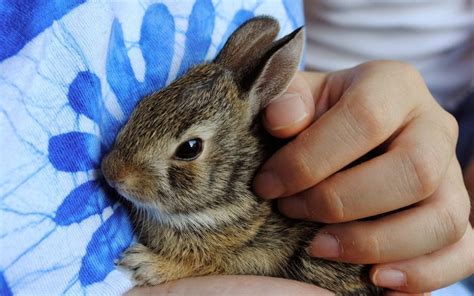 Baby Bunnies and Chicks, Oh My! Easter Pet Care