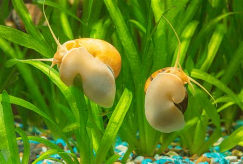 Caring for Different Types of Freshwater Snails - Allan's Pet Center