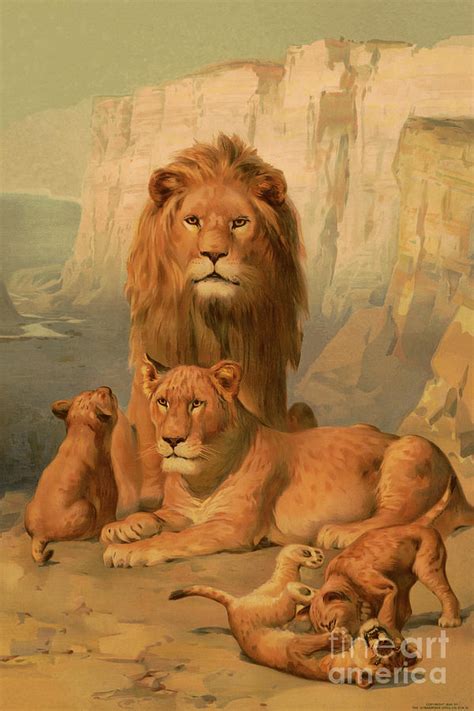 Lion, lioness and cubs Drawing by Heidi De Leeuw - Fine Art America