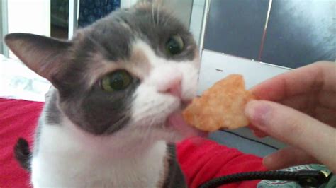 Blessed cat eating chips : r/blessedimages