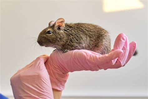 Best Pet Rodents: 8 Types Of Rodents To Keep As Pets