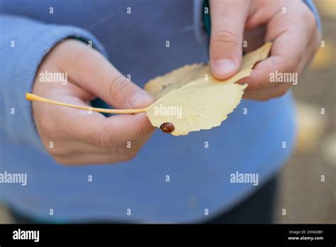 Child holding a ladybug on a fall leaf Stock Photo - Alamy