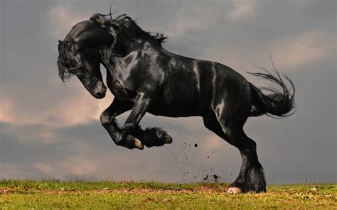 Black Horse Wallpapers - Top Free Black Horse Backgrounds - WallpaperAccess