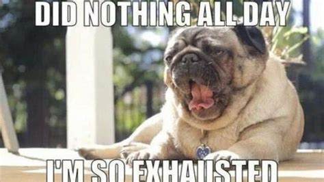 50 Funny Pug Memes - Best Funny Pug Pictures - Lucky Pug