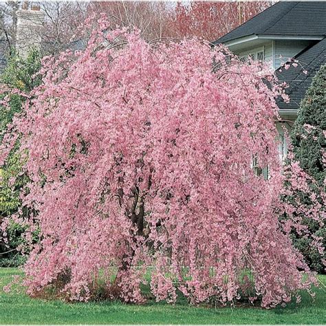 Weeping Pink Cherry Tree Seeds Flowering Japanse Ornimental | Etsy