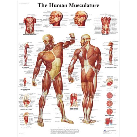 Human Muscle Chart | Human Muscle Poster | Human Musculature Chart ...