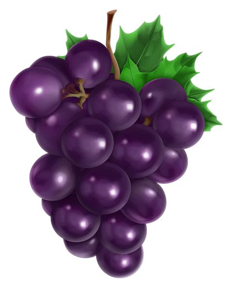 Juice Common Grape Vine Fruit - Transparent Grape PNG Clipart Picture png download - 3596*4520 ...