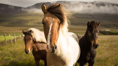 Iceland Horses Wallpapers | HD Wallpapers | ID #17889