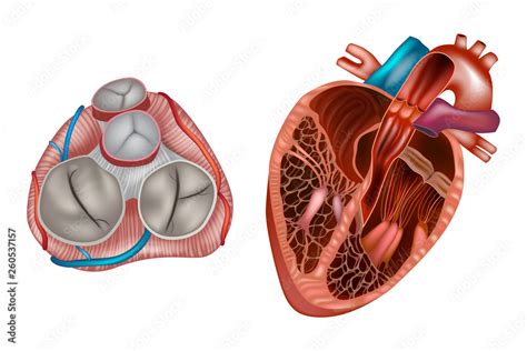 Heart valves anatomy. Mitral valve, pulmonary valve, aortic valve and the tricuspid valve. Stock ...