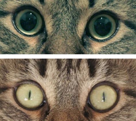 -Eye of a cat (vertical pupil, image courtesy of Dr. H. Yousfi ...