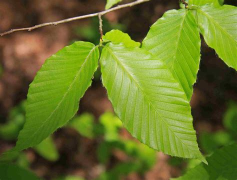 American Beech, a Top 100 Common Tree in North America