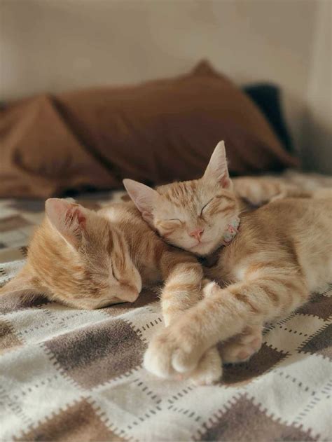 Cozy Nap Buddies - Adorable Orange Kittens Cuddling on Plaid Blanket