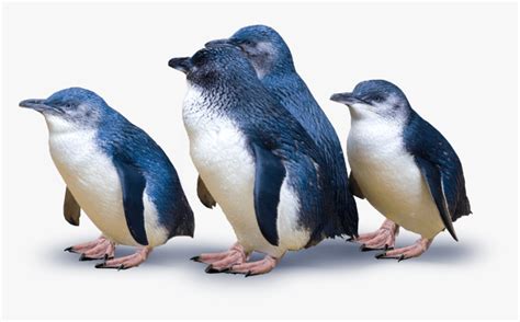 Group Of Penguins - Little Blue Penguins New Zealand, HD Png Download - kindpng