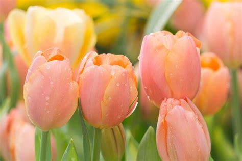 Premium Photo | Pink tulips in the garden