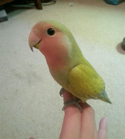 12 Pet Parrots You Can't Believe Even Exist | Pet birds, Parrot pet, Funny parrots