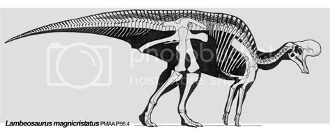 Lambeosaurus-skeleton.jpg Photo by wheezy-83 | Photobucket