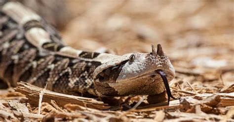 Gaboon Viper Fangs: Why They're the Biggest Snake Fangs in the World - Wiki Point