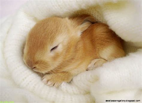 Baby Bunnies Sleeping | Wallpapers Gallery