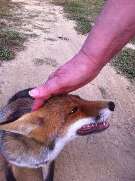 Is It Dangerous to Own a Pet Fox? - PetHelpful