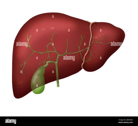 El hígado y la Vesícula Biliar Fotografía de stock - Alamy