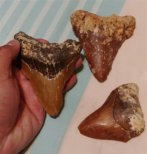 Megalodon Shark fossils from the Philippines. Recovered from a mountain side in Quezon province ...